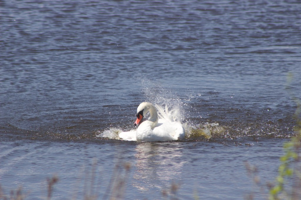 Birds of Jamaica Bay – Summer&nbsp;2019