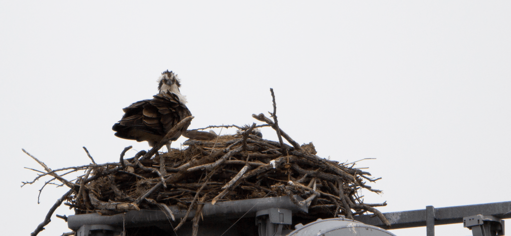 Ospreys at the Oyster Bay Wildlife&nbsp;Refuge