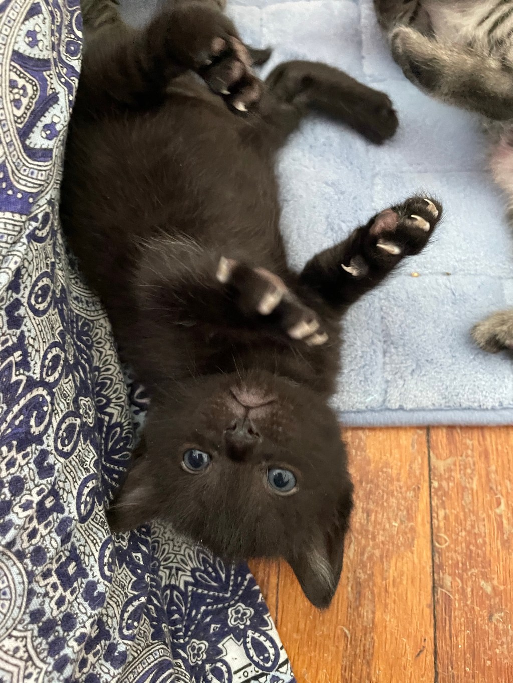 Life stages of Seurat&nbsp;🐈‍⬛