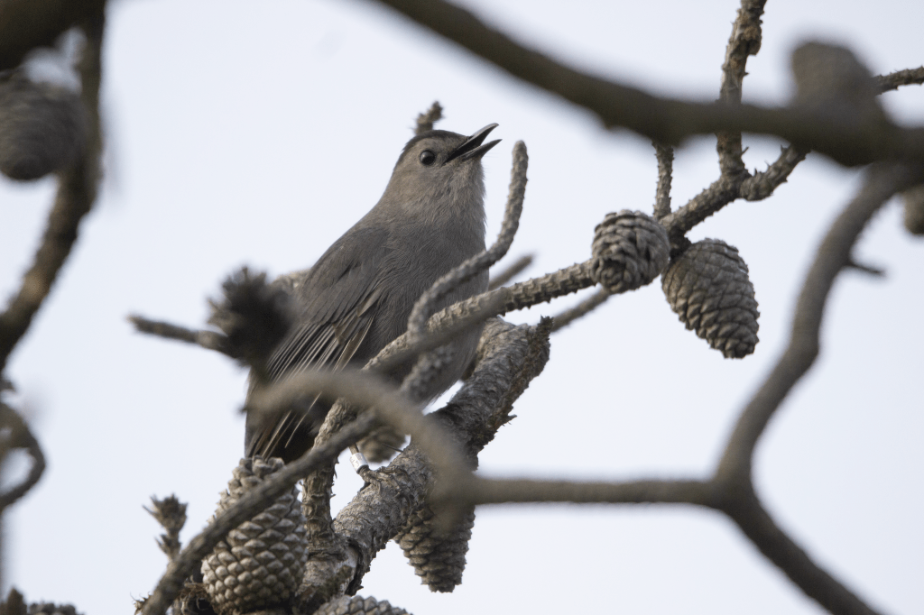 Walk on the Fire&nbsp;Island