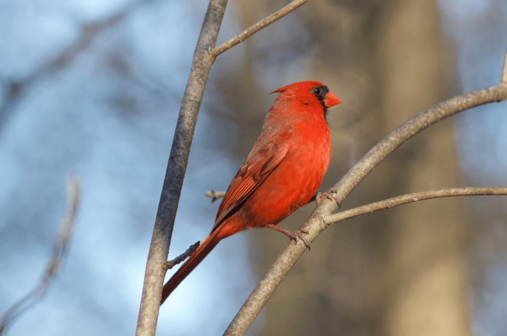 Birds of Forest Park in&nbsp;April