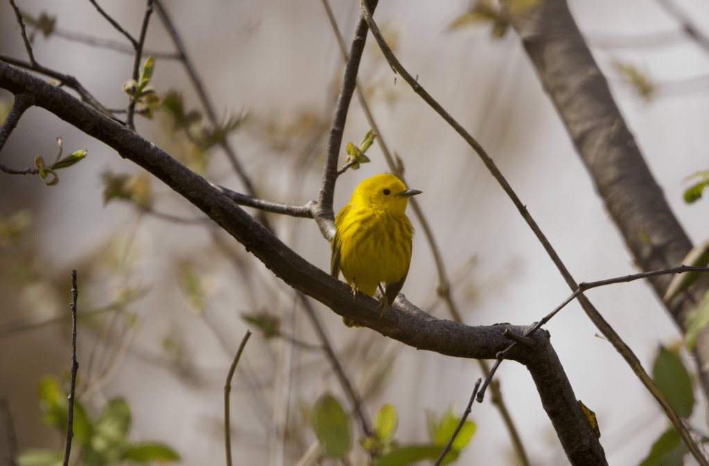 Early May at Jamaica Bay Park,&nbsp;Queens