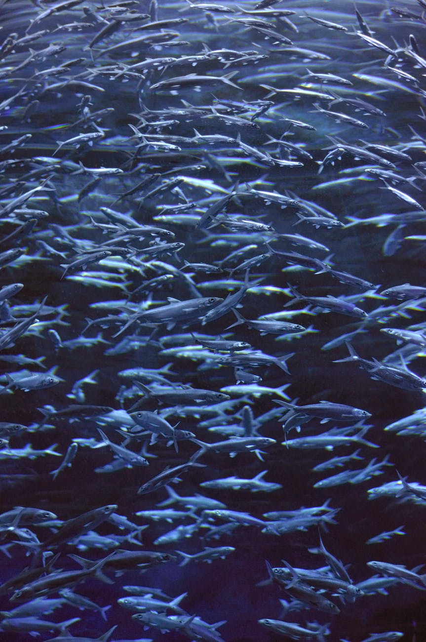 Not so fishy&nbsp;business.