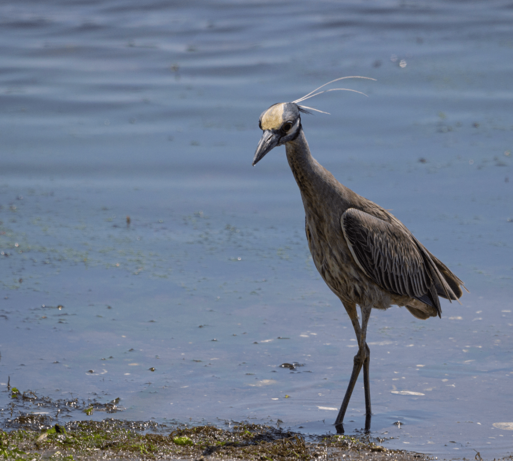 Birds of the Salt Marsh in&nbsp;Brooklyn