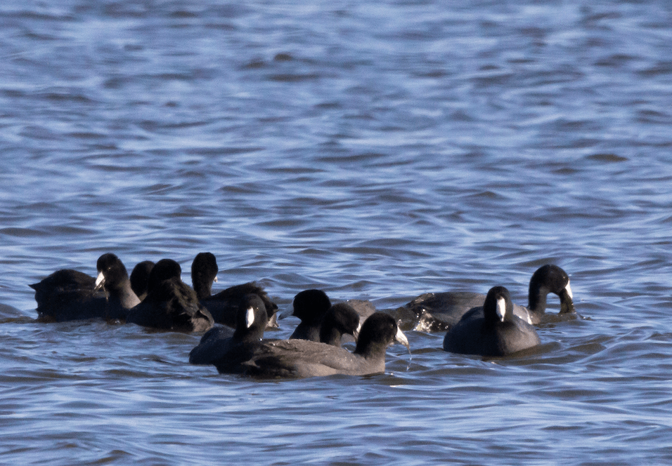 American coots at Jamaica&nbsp;Bay