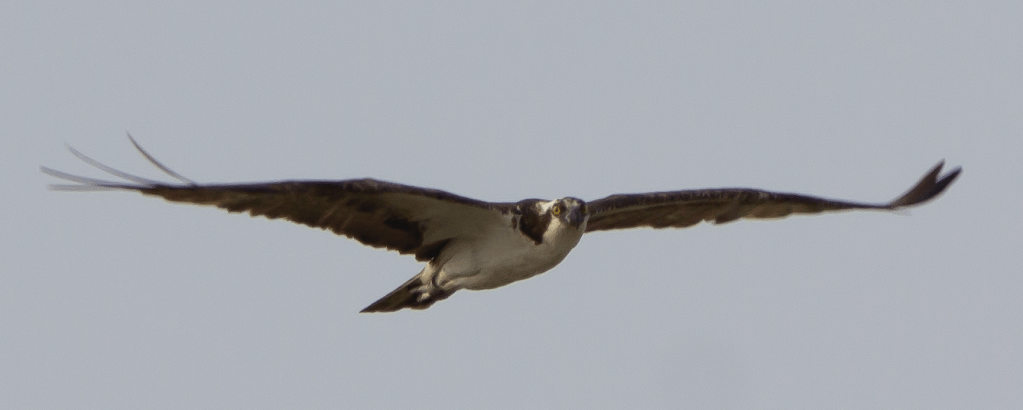 Osprey flying over the&nbsp;Ocean
