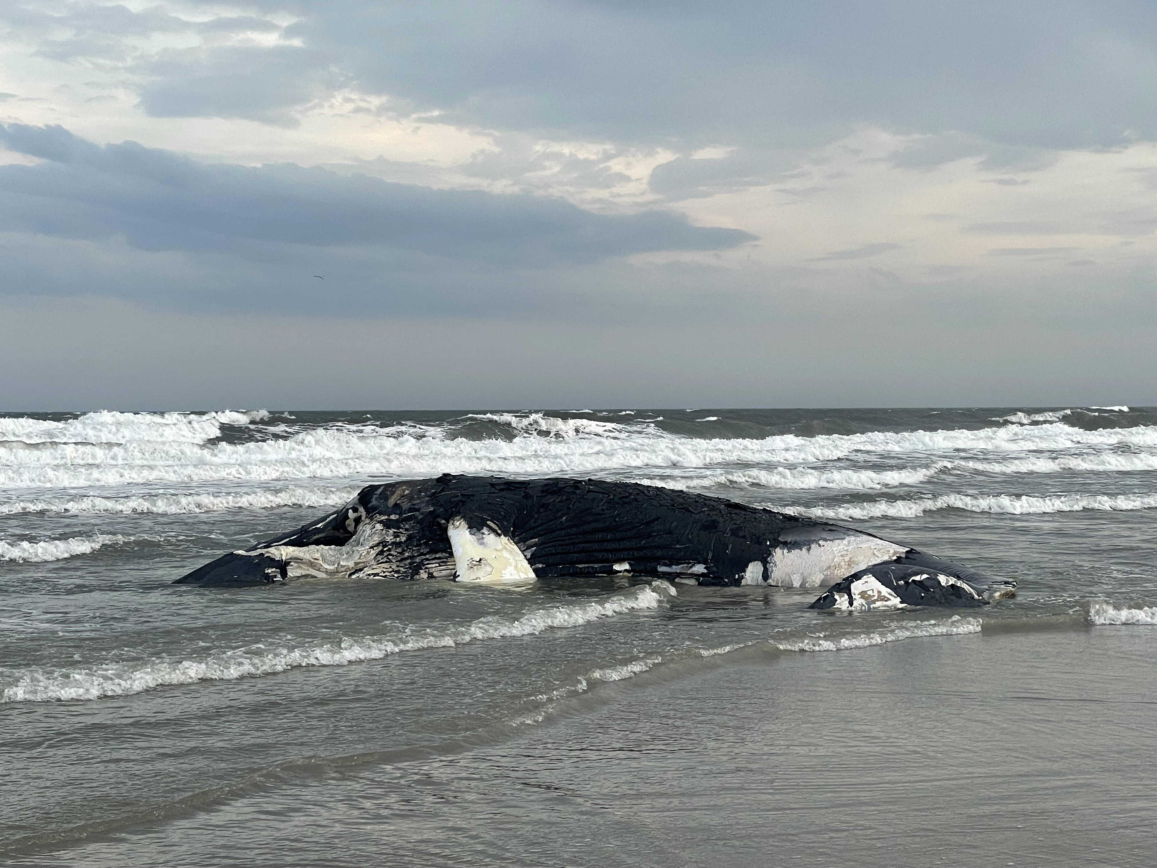 Washed whale