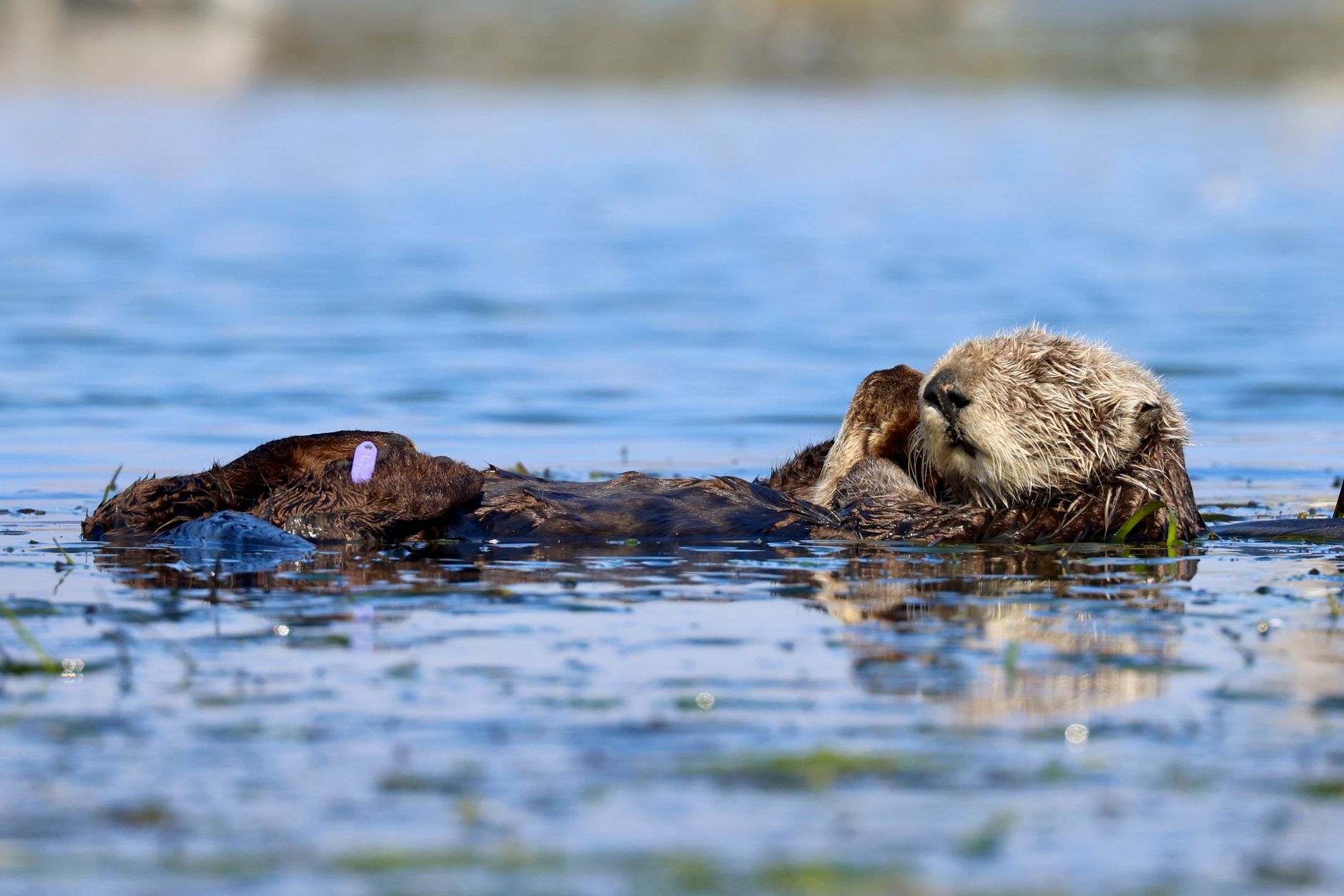 Romp! A Journey Through the Natural History of Otters and Why They Matter.